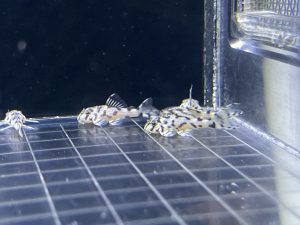 L236 Super White 3cm