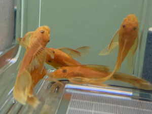 L144 Super Red Longfin 3 cm