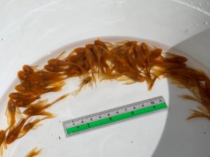 L144 Super Red Long Fin 4-5cm