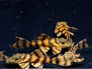 L397 Red Tiger 3 cm