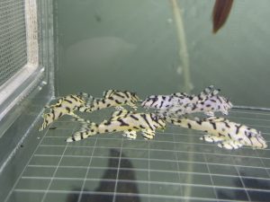 L236 Super White 4 cm