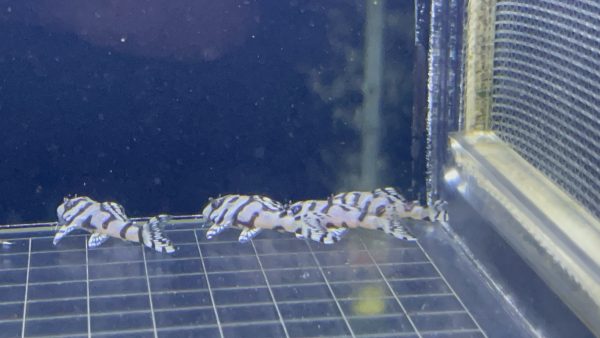 L236 Super White 3cm - Image 2