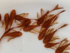 L144 Super Red Long Fin 3 cm (ไม่รวมหาง)