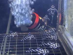 L46 Zebra 3 cm
