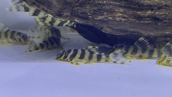L134 Leopard Frog 3cm
