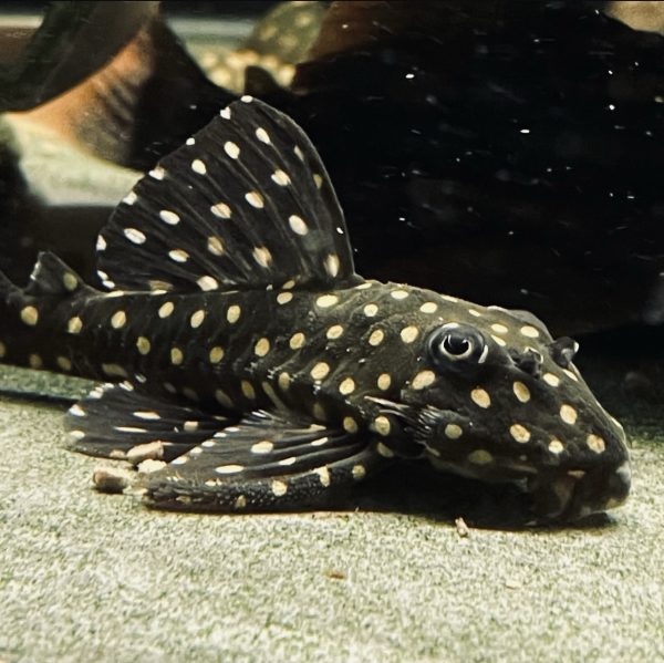 L471 Whitespotted 6 นิ้ว