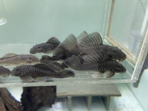 L056 Chubby Pleco 3 นิ้ว