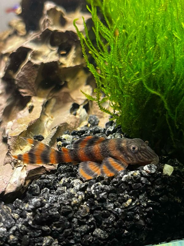 L397 Red Tiger 4cm