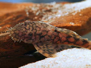 L519 Honeycomb Bristlenose 3 cm