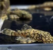 L519 Honeycomb Bristlenose 3 cm