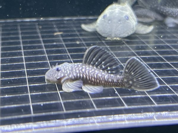 L056 Chubby Pleco 3-4 cm
