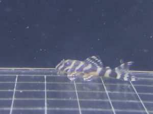 L236 Regular 3 cm