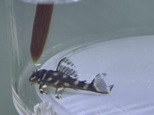 L471 Whitespotted 3-4cm