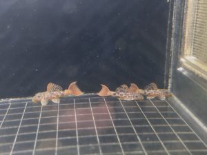 L600 Leopard Cactus Pleco 3-4 cm