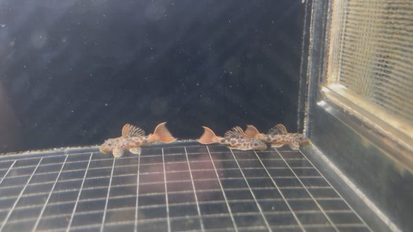 L600 Leopard Cactus Pleco 3-4 cm