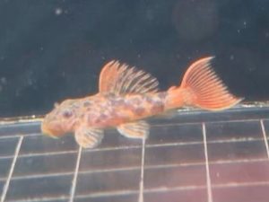 L600 Leopard Cactus Pleco 3-4 cm