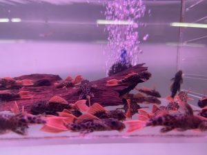 L600 Leopard Cactus Pleco 5-6 cm