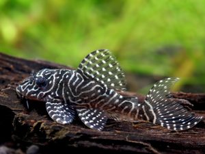 L260 Queen Arabesque 3-4 cm