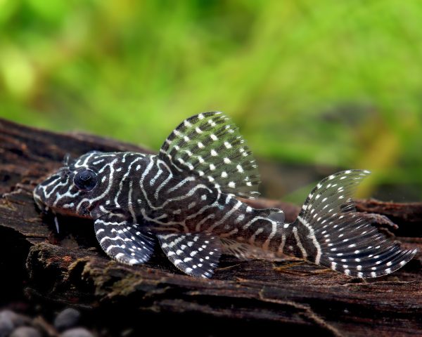 L260 Queen Arabesque 3-4 cm