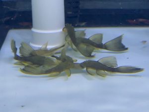 L144 Green Dragon Long Fin 4-5 cm (ไม่รวมหาง)