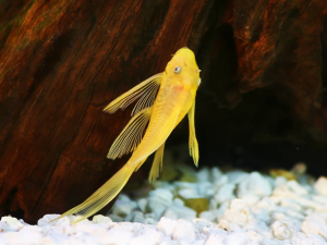 L144 Blue eyes Long Fin 3 cm (ไม่รวมหาง)