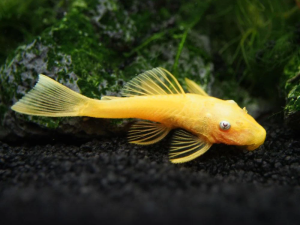L144 Blue eyes Short Fin 3 cm