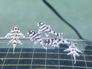 L236 Super White 3cm