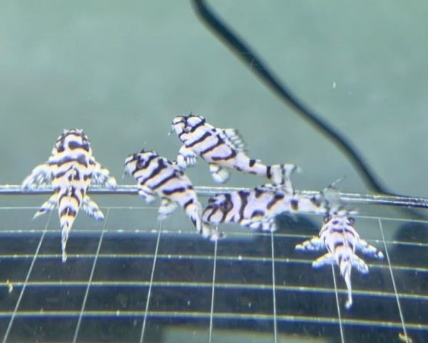 L236 Super White 3cm