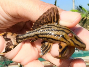 L027C Golden Line Royal Pleco 6-7 cm