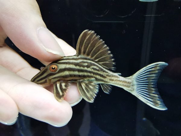 L027c Royal Pleco 7 cm