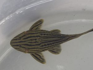 L027C Golden Line Royal 8-9 cm