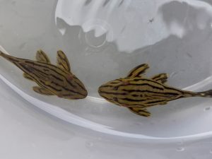 L027C Golden Line Royal Pleco 6-7 cm