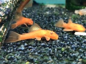 L144 Super Red Short Fin 3 cm