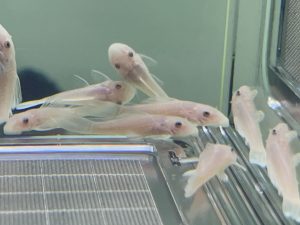 L144 Snow White Shortfin 3 cm