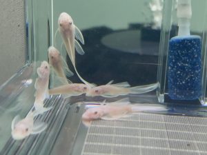 L144 Snow White Longfin 3 cm