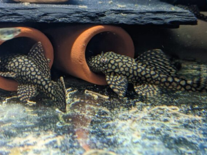 L519 Honeycomb Bristlenose 3 นิ้ว