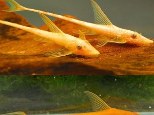 Albino Royal Whiptail 5 cm