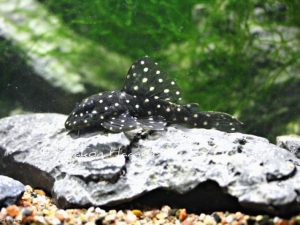 L201 Orinoco Angel Pleco 3 cm