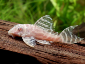 L333 Albino Gold Tiger 3 cm
