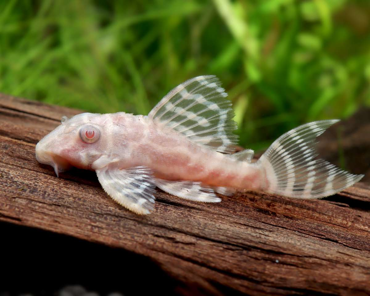 L333 Albino Gold Tiger 3 cm