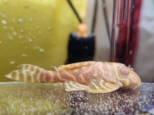 L333 Albino Gold Tiger 3 cm